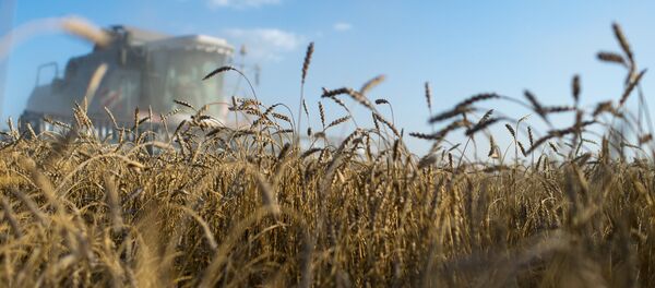 Buğday - Sputnik Türkiye