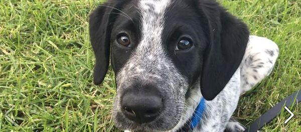 Yeni Zelanda polisi, Grizz adındaki köpeği vurdu - Sputnik Türkiye