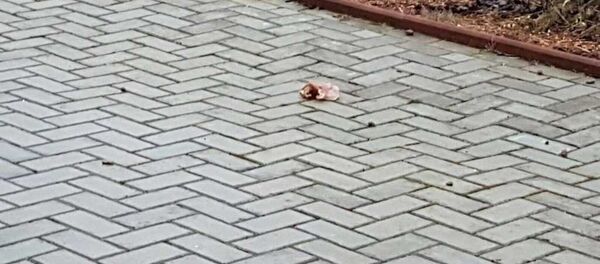 Bremerhaven'de camiye domuz parçaları atıldı - Sputnik Türkiye