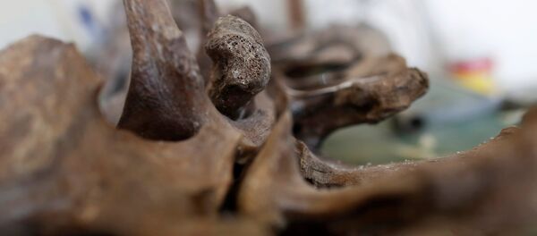 Mamut fosili - Sputnik Türkiye