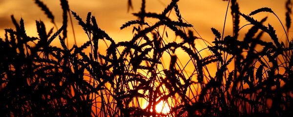 Türkiye'nin Rusya'dan vergisiz buğday ithalatı - Sputnik Türkiye