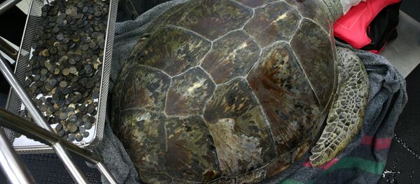 Kamplumbağa Omsin - Sputnik Türkiye