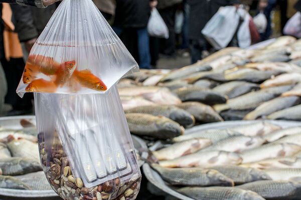 Japon balığı çoğu zaman sıradan poşetler içinde satılıyor.Elbette süs balıklar dışında, yemekte kullanılan balıklar da büyük talep görüyor. - Sputnik Türkiye