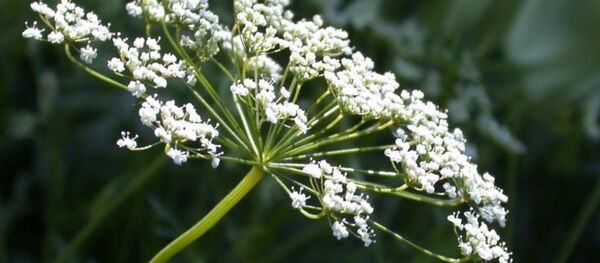 Anason - Sputnik Türkiye