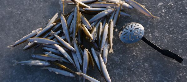 Balık- Balıkçılık - Sputnik Türkiye