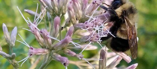 Paslı yamalı yaban arısı - Sputnik Türkiye