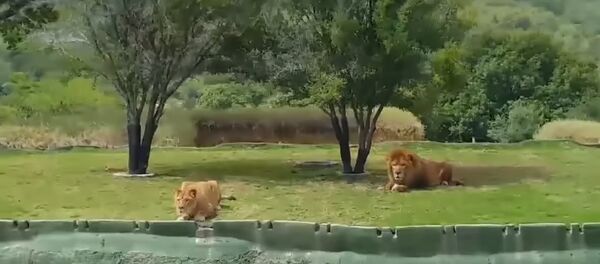 Meksika aslan - Sputnik Türkiye