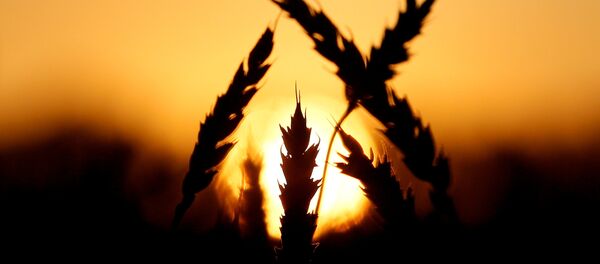 Buğday - Sputnik Türkiye