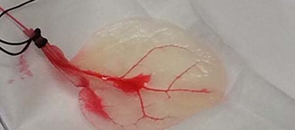 Ispanak yaprağından kalp dokusu - Sputnik Türkiye