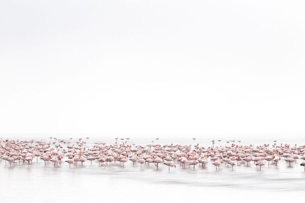 İsviçreli fotoğrafçı Alessandra Meniconzi’nin 'Flamingoların Ruhu' adlı çalışması - Sputnik Türkiye