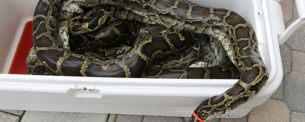 Piton - Sputnik Türkiye