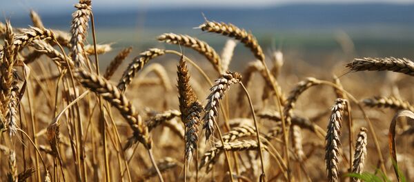 Buğday - Sputnik Türkiye