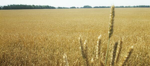 Buğday - Sputnik Türkiye