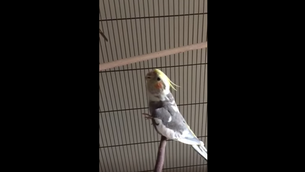 Papağan Coco / Video haber - Sputnik Türkiye