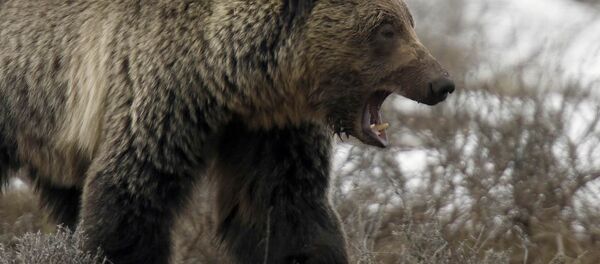 Boz ayı Boz ayı - Sputnik Türkiye