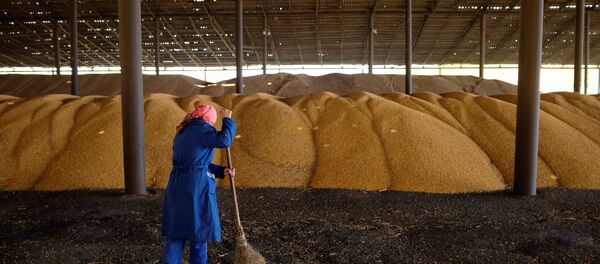 Rus buğdayı - Sputnik Türkiye