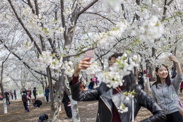 Japonlar kiraz ağaçlarının altında baharın gelişini kutladı - Sputnik Türkiye