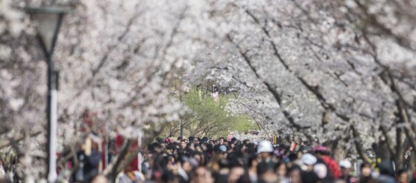 Japonlar kiraz ağaçlarının altında baharın gelişini kutladı - Sputnik Türkiye