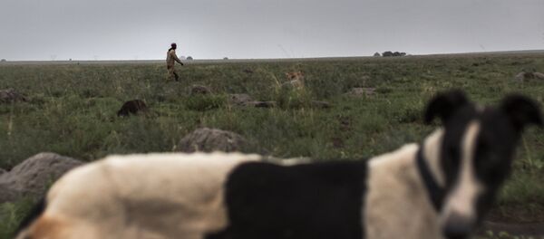 Köpek - Sputnik Türkiye