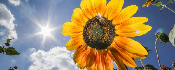 Ayçiçeği - Sputnik Türkiye