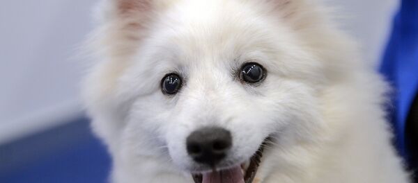 Köpek - Sputnik Türkiye