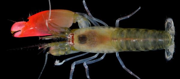 Synalpheus pinkfloydi - Sputnik Türkiye