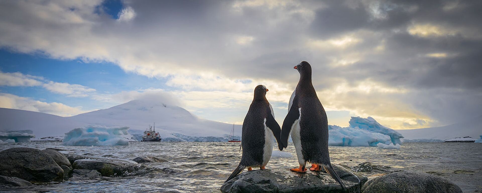Antarktika’daki penguenler. - Sputnik Türkiye, 1920, 26.10.2018