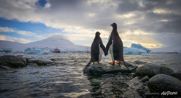 Antarktika’daki penguenler. - Sputnik Türkiye