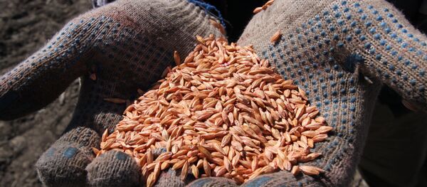 Buğday - Sputnik Türkiye