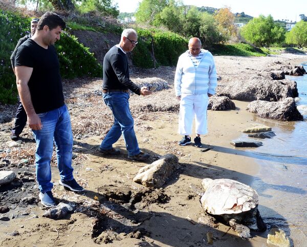 Bodrum'da 3 kurşunla öldürülmüş Caretta caretta bulundu - Sputnik Türkiye