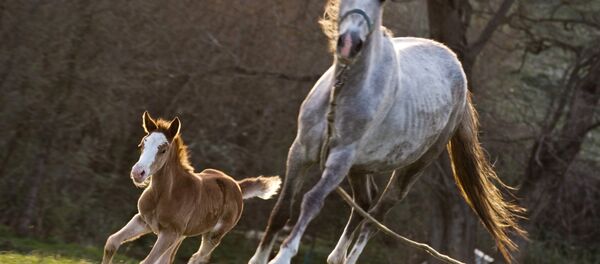 At - Sputnik Türkiye
