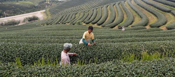 Çay tarlası - Sputnik Türkiye