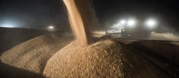 Buğday - Sputnik Türkiye