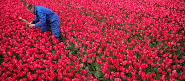 Hollanda / Lale - Sputnik Türkiye