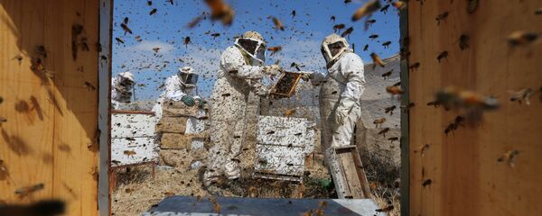 Arıcı / Arıcılık - Sputnik Türkiye