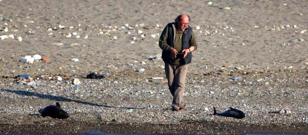 Zonguldak'ta öldürülen yunuslar Zonguldak'ta öldürülen yunuslar - Sputnik Türkiye