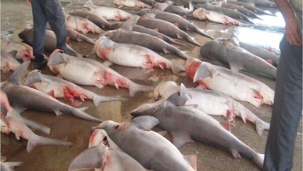 Suriye’de balık ve köpekbalığı eti daha popüler hale geldi - Sputnik Türkiye