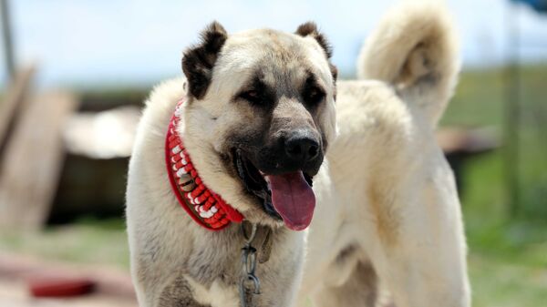 Kangal köpeği - Sputnik Türkiye