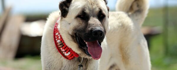 Kangal köpeği - Sputnik Türkiye