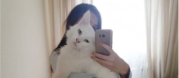 Main-Coon cinsi dev kedi Tihon Main-Coon cinsi dev kedi Tihon - Sputnik Türkiye