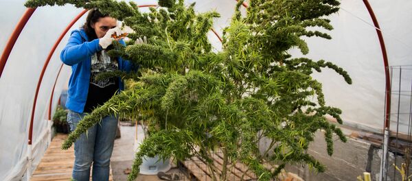 Esrar - Sputnik Türkiye