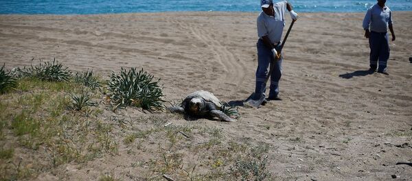 Antalya'da ölü bulunan Caretta caretta - Sputnik Türkiye
