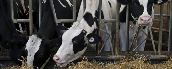 İnek - Sputnik Türkiye