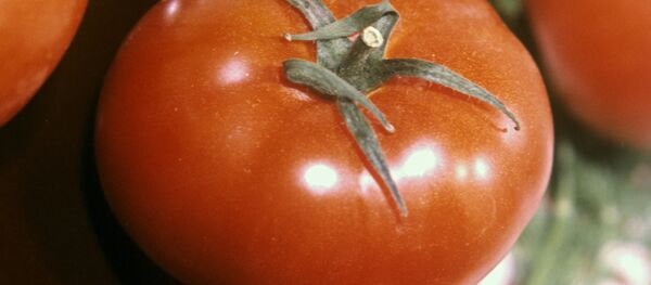 Domates - Sputnik Türkiye