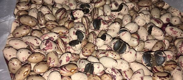 Afyon sakızı - Sputnik Türkiye