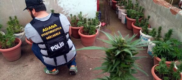 Sokakta satıcı bulamayınca evinde esrar yetiştirdi - Sputnik Türkiye