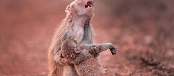 Anne maymun - Sputnik Türkiye