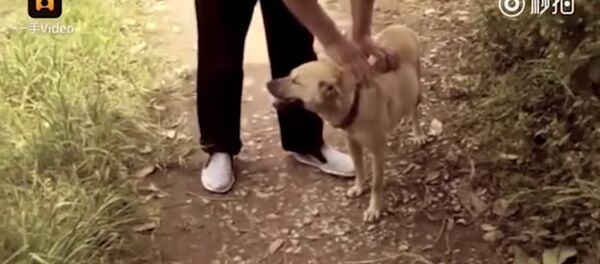 Çin'de köpek, canlı gömülen bebeği kurtardı - Sputnik Türkiye