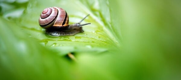Salyangoz Salyangoz - Sputnik Türkiye