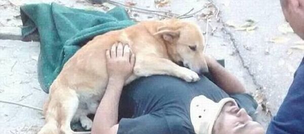 Tony köpek - Sputnik Türkiye